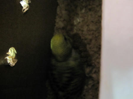IMG_4747.JPG
