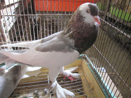 IMG_7816.JPG
