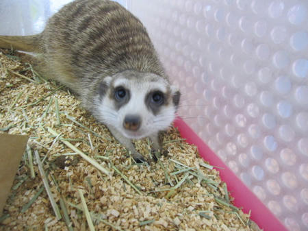 ミーアキャットのお嬢様です ペットのデパート東葛本店 鳥 小動物ブログ