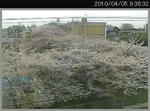 100405kawana_sakura_01.jpg