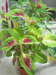 f755964e.jpg