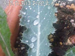 m_201107191225544e24f9428cbf0.jpg