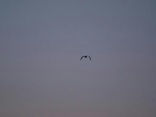 P3185550.JPG