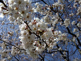 桜2