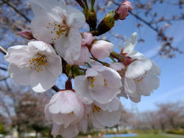 桜3