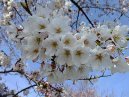 桜4