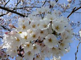 桜5