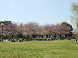桜6