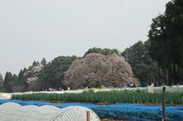 吉高４