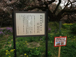吉高9