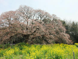 吉高１１
