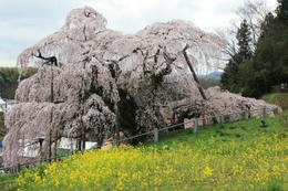 福島桜
