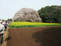 吉高の桜