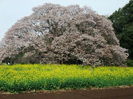 吉高の桜２