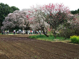 吉高の桜裏