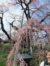 桜1