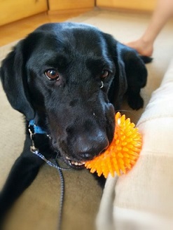 丈夫な犬用ボール 花太郎との生活 Blog
