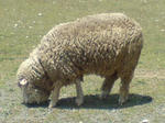sheep