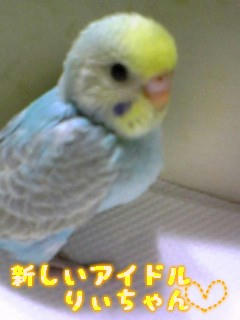 新しい小鳥ちゃん