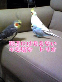 うちのインコたち♪