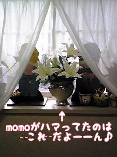 ハマっていたもの♪