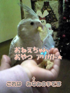 おやつを食べる鳥ちゃん