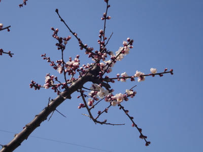 DSC02111.JPG