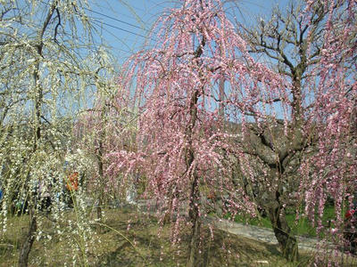 P2272862_R.JPG