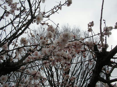 P3223743_R.JPG