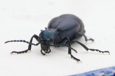 ハンミョウ ツチ ツチハンミョウの特徴と生態・毒性について紹介！！