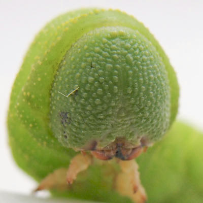 味見 トビイロスズメ幼虫 蟲ソムリエへの道