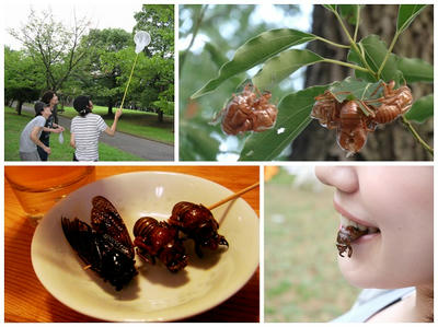 8月2日 外来種スジアカクマゼミを食べる会のお知らせ｜蟲ソムリエへの道