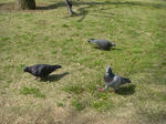 hato.JPG