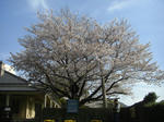 sakura.JPG