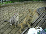 neko8.JPG
