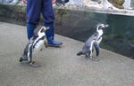 penguin.jpg