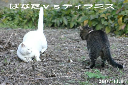 ぱなたが構えるとティラミスは行ってしまう(笑)