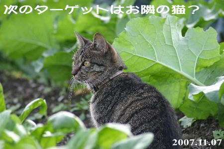飛び掛って逃げる相手を募集中♪