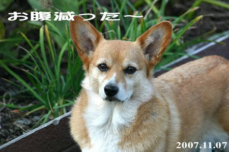 お腹が空くと人の顔を見上げるヤツ（＾＾;