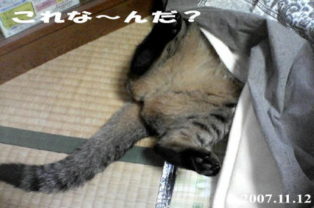 何でいつもこうなんだろ？