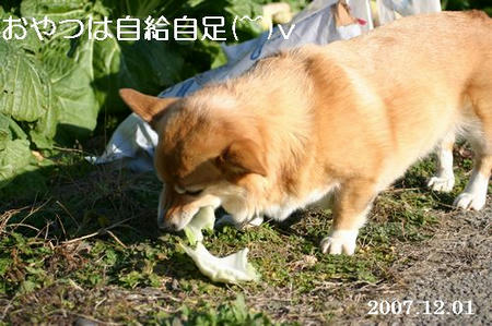 畑から白菜拾って食べてます（笑）