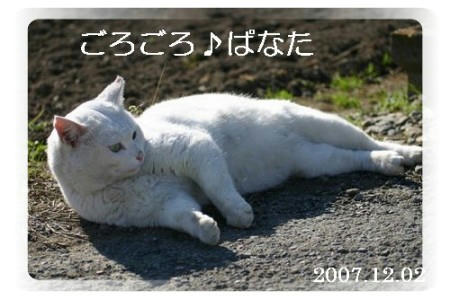 こーしてると太って見えない？