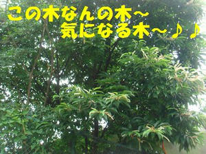 DSC05991.jpg