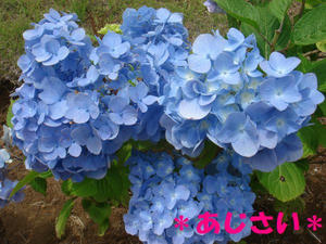 1b8437c0.jpg