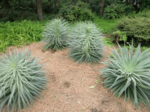 エキウム20100328