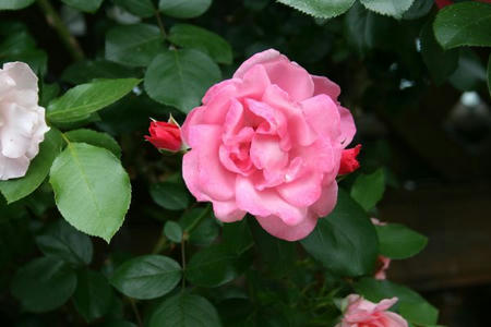 dd492f18.jpg