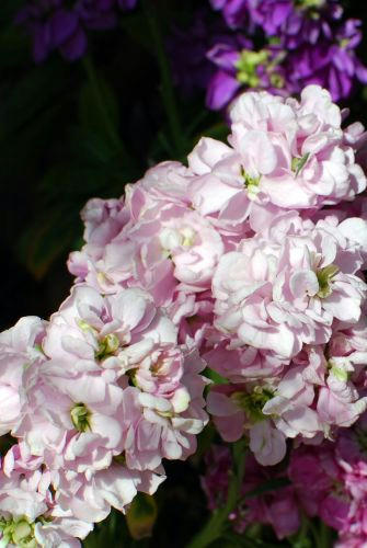 41990f1c.jpg