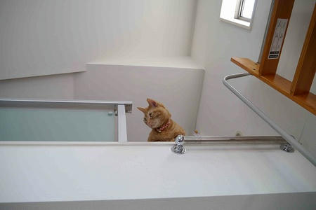 ロフトで寝る 箱乗り猫