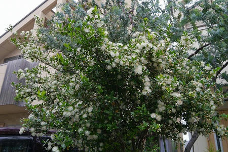 ミルテの花 箱乗り猫