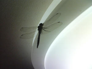 DSC00614.JPG